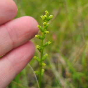 Microtis parviflora at Peak View, NSW - 1 Jan 2024