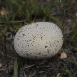 Calvatia sp. at Peak View, NSW - 1 Jan 2024 02:30 PM