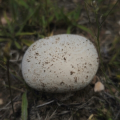 Calvatia sp. (a puffball ) at Peak View, NSW - 1 Jan 2024 by Csteele4