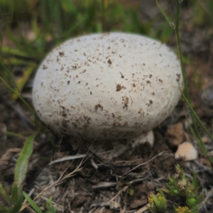 Calvatia sp. at Peak View, NSW - 1 Jan 2024