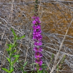 Lythrum salicaria (Purple Loosestrife) at Jerangle, NSW - 1 Jan 2024 by Csteele4