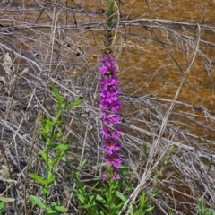 Lythrum salicaria at Jerangle, NSW - 1 Jan 2024 11:23 AM