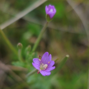 Epilobium billardiereanum at Jerangle, NSW - 1 Jan 2024