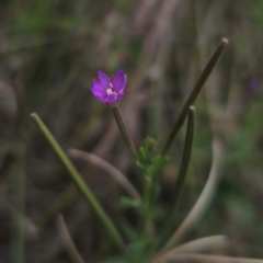 Epilobium billardiereanum at Jerangle, NSW - 1 Jan 2024 11:55 AM