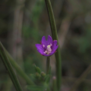 Epilobium billardiereanum at Jerangle, NSW - 1 Jan 2024 11:55 AM