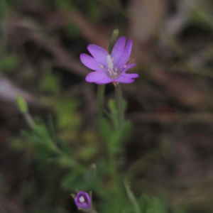 Epilobium billardiereanum at Jerangle, NSW - 1 Jan 2024