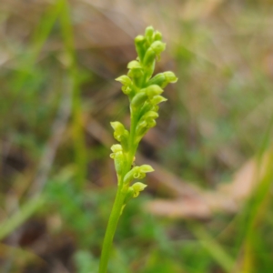 Microtis parviflora at Jerangle, NSW - 1 Jan 2024