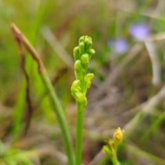 Microtis parviflora at Jerangle, NSW - 1 Jan 2024