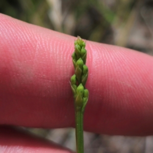 Microtis parviflora at Jerangle, NSW - 1 Jan 2024