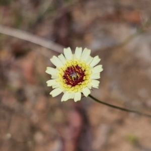 Tolpis barbata at Jerangle, NSW - 1 Jan 2024