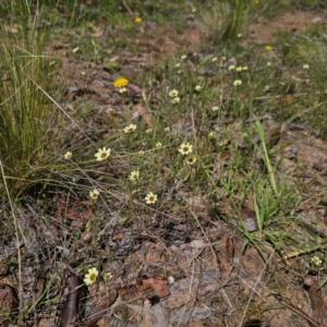 Tolpis barbata at Jerangle, NSW - 1 Jan 2024 11:17 AM