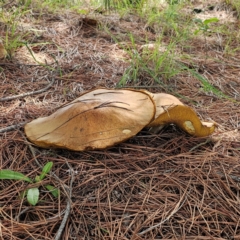 Suillus granulatus (Weeping Bolete) at Jerangle, NSW - 31 Dec 2023 by Csteele4