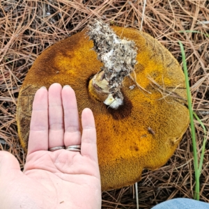 Suillus granulatus at Jerangle, NSW - 31 Dec 2023 02:49 PM