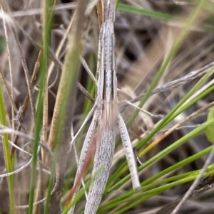 Acrida conica at Numeralla, NSW - suppressed