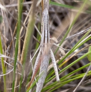 Acrida conica at Numeralla, NSW - 30 Dec 2023