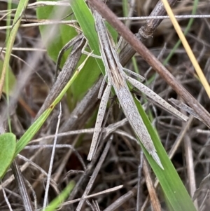 Acrida conica at Numeralla, NSW - suppressed