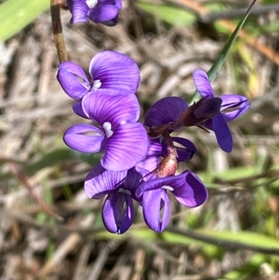 Swainsona monticola (Notched Swainson-Pea) at Numeralla, NSW - 30 Dec 2023 by SteveBorkowskis