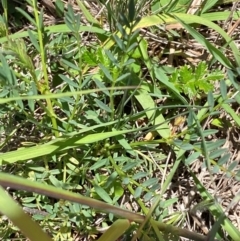 Swainsona monticola at Numeralla, NSW - suppressed