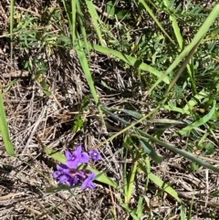 Swainsona monticola at Numeralla, NSW - suppressed