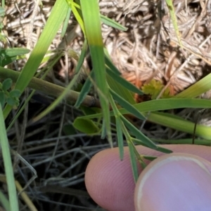 Swainsona monticola at Numeralla, NSW - suppressed