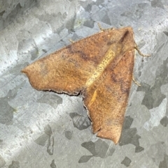 Mnesampela privata (Autumn Gum Moth) at Numeralla, NSW - 30 Dec 2023 by SteveBorkowskis