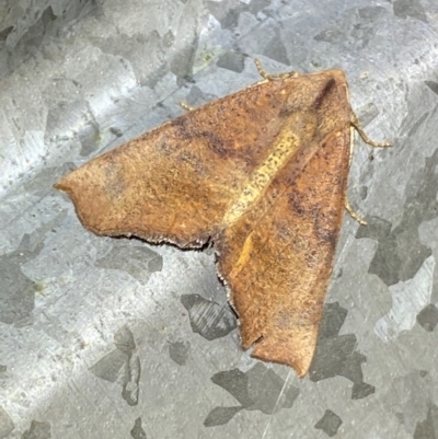 Mnesampela privata (Autumn Gum Moth) at Numeralla, NSW - 30 Dec 2023 by SteveBorkowskis