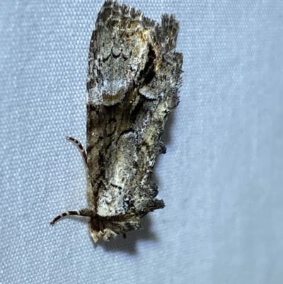 Epicyrtica leucostigma (Dark-crescent Double-spot, Calpinae) by SteveBorkowskis