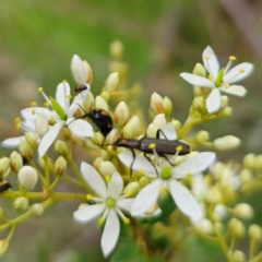 Eleale sp. (genus) (Clerid beetle) at Peak View, NSW - 1 Jan 2024 by Csteele4