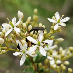 Eleale sp. (genus) at Peak View, NSW - 1 Jan 2024