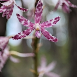 Dipodium variegatum at Vincentia Bushcare - suppressed