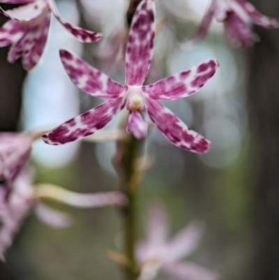 Dipodium variegatum (Blotched Hyacinth Orchid) at Vincentia Bushcare - 31 Dec 2023 by Miranda