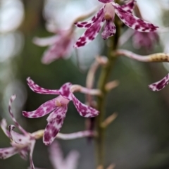 Dipodium variegatum at Vincentia Bushcare - suppressed