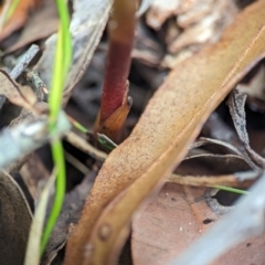 Dipodium variegatum at Vincentia Bushcare - suppressed