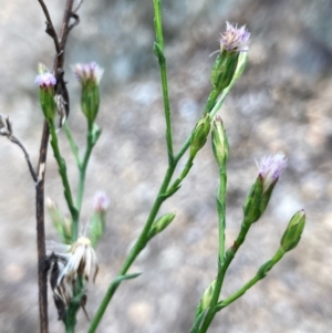 Symphyotrichum subulatum at Gungaderra Grasslands - 31 Dec 2023
