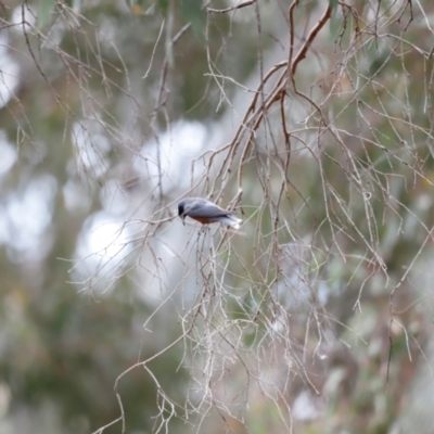 Artamus superciliosus (White-browed Woodswallow) at Bowning, NSW - 17 Nov 2018 by JimL