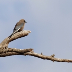 Artamus cyanopterus cyanopterus (Dusky Woodswallow) at Bowning, NSW - 17 Nov 2018 by JimL