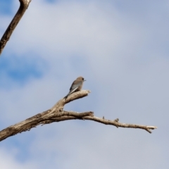 Artamus cyanopterus at Bowning, NSW - 17 Nov 2018