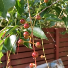 Prunus serotina (Black Cherry) at Flea Bog Flat to Emu Creek Corridor - 1 Jan 2024 by JohnGiacon