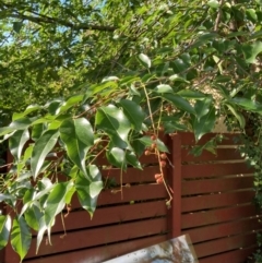 Prunus serotina at Emu Creek - 1 Jan 2024