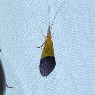 Anisocentropus sp. (genus) (Caddisfly) at Numeralla, NSW - 29 Dec 2023 by SteveBorkowskis