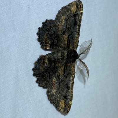 Pholodes sinistraria (Sinister or Frilled Bark Moth) at Numeralla, NSW - 29 Dec 2023 by SteveBorkowskis