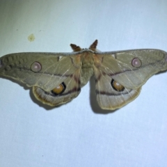 Opodiphthera eucalypti (Emperor Gum Moth) at Numeralla, NSW - 30 Dec 2023 by SteveBorkowskis