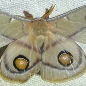 Opodiphthera eucalypti at Numeralla, NSW - suppressed