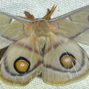 Opodiphthera eucalypti at Numeralla, NSW - 30 Dec 2023