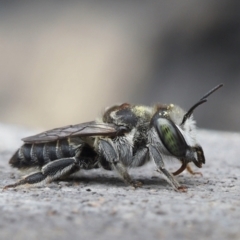 Megachile (Eutricharaea) serricauda (Leafcutter bee, Megachilid bee) at Murrumbateman, NSW - 1 Jan 2024 by amiessmacro