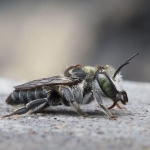 Megachile (Eutricharaea) serricauda at Murrumbateman, NSW - 1 Jan 2024