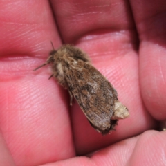 Oncopera (genus) (A Bardie moth) at Jerangle, NSW - 1 Jan 2024 by Csteele4