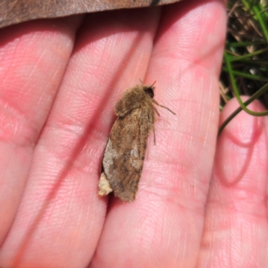 Oncopera (genus) at Jerangle, NSW - suppressed