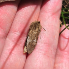 Oncopera (genus) at Jerangle, NSW - suppressed