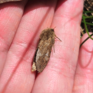 Oncopera (genus) at Jerangle, NSW - suppressed